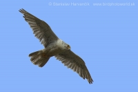 Sokol poľovnícky - Falco rusticolus - Gyrfalcon