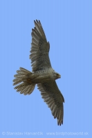 Sokol poľovnícky - Falco rusticolus - Gyrfalcon