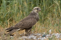 Sokol rároh - Falco cherrug - Saker Falcon