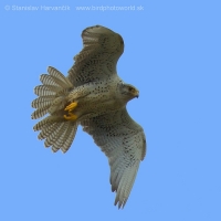 Sokol poľovnícky - Falco rusticolus - Gyrfalcon