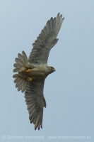Sokol poľovnícky - Falco rusticolus - Gyrfalcon