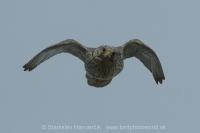 Sokol poľovnícky - Falco rusticolus - Gyrfalcon