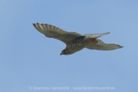 Sokol poľovnícky - Falco rusticolus - Gyrfalcon