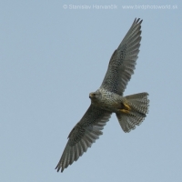Sokol poľovnícky - Falco rusticolus - Gyrfalcon