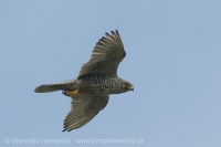 Sokol poľovnícky - Falco rusticolus - Gyrfalcon