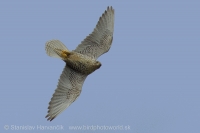 Sokol poľovnícky - Falco rusticolus - Gyrfalcon