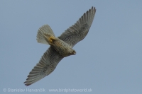 Sokol poľovnícky - Falco rusticolus - Gyrfalcon