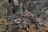 Sokol kobec - Falco columbarius - Merlin
