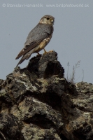 Sokol kobec - Falco columbarius - Merlin
