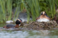Potápka ušatá - Podiceps auritus - Slavonian (Horned) Grebe