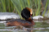 Potápka ušatá - Podiceps auritus - Slavonian (Horned) Grebe