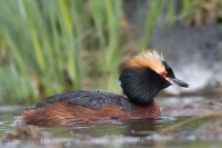 Potápka ušatá - Podiceps auritus - Slavonian (Horned) Grebe