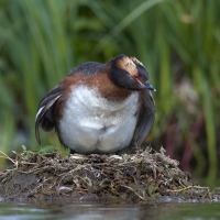 Potápka ušatá - Podiceps auritus - Slavonian (Horned) Grebe