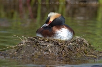 Potápka ušatá - Podiceps auritus - Slavonian (Horned) Grebe
