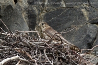 Sokol kobec - Falco columbarius - Merlin