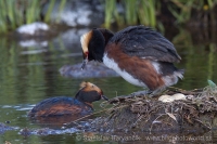 Potápka ušatá - Podiceps auritus - Slavonian (Horned) Grebe