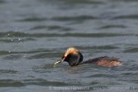 Potápka ušatá - Podiceps auritus - Slavonian (Horned) Grebe