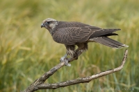 Sokol rároh - Falco cherrug - Saker Falcon