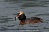 Potápka ušatá - Podiceps auritus - Slavonian (Horned) Grebe