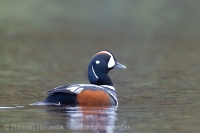 Kamenárka strakatá - Histrionichus histrionichus - Harlequin Duck