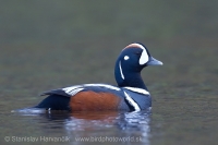 Kamenárka strakatá - Histrionichus histrionichus - Harlequin Duck