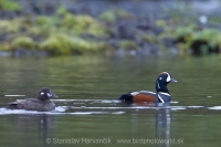 Kamenárka strakatá - Histrionichus histrionichus - Harlequin Duck