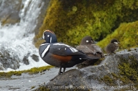 Kamenárka strakatá - Histrionichus histrionichus - Harlequin Duck
