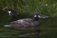 Kamenárka strakatá - Histrionichus histrionichus - Harlequin Duck