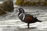 Kamenárka strakatá - Histrionichus histrionichus - Harlequin Duck