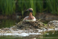 Potápka ušatá - Podiceps auritus - Slavonian (Horned) Grebe