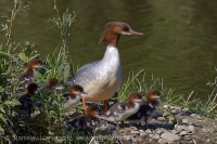Potápač veľký - Mergus merganser - Goosander