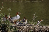 Potápač veľký - Mergus merganser - Goosander