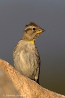 Skalník žltohrdlý - Petronia petronia - Rock Sparrow