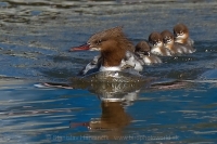 Potápač veľký - Mergus merganser - Goosander