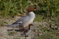 Potápač veľký - Mergus merganser - Goosander