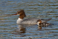 Potápač veľký - Mergus merganser - Goosander