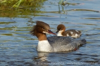 Potápač veľký - Mergus merganser - Goosander
