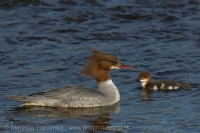 Potápač veľký - Mergus merganser - Goosander