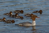 Potápač veľký - Mergus merganser - Goosander
