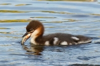 Potápač veľký - Mergus merganser - Goosander