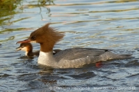 Potápač veľký - Mergus merganser - Goosander