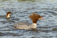 Potápač veľký - Mergus merganser - Goosander