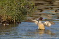 Potápač veľký - Mergus merganser - Goosander