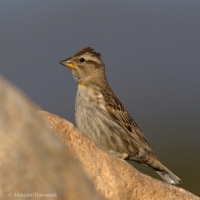 Skalník žltohrdlý - Petronia petronia - Rock Sparrow