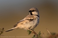 Vrabec stepný - Passer simplex - Desert Sparrow