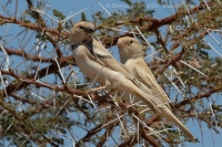 Vrabec stepný - Passer simplex - Desert Sparrow