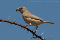 Vrabec stepný - Passer simplex - Desert Sparrow