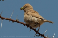 Vrabec stepný - Passer simplex - Desert Sparrow