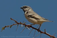 Vrabec stepný - Passer simplex - Desert Sparrow