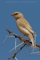 Vrabec stepný - Passer simplex - Desert Sparrow